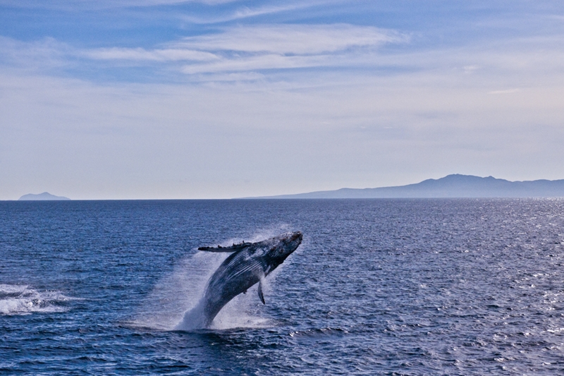 Whale Watching