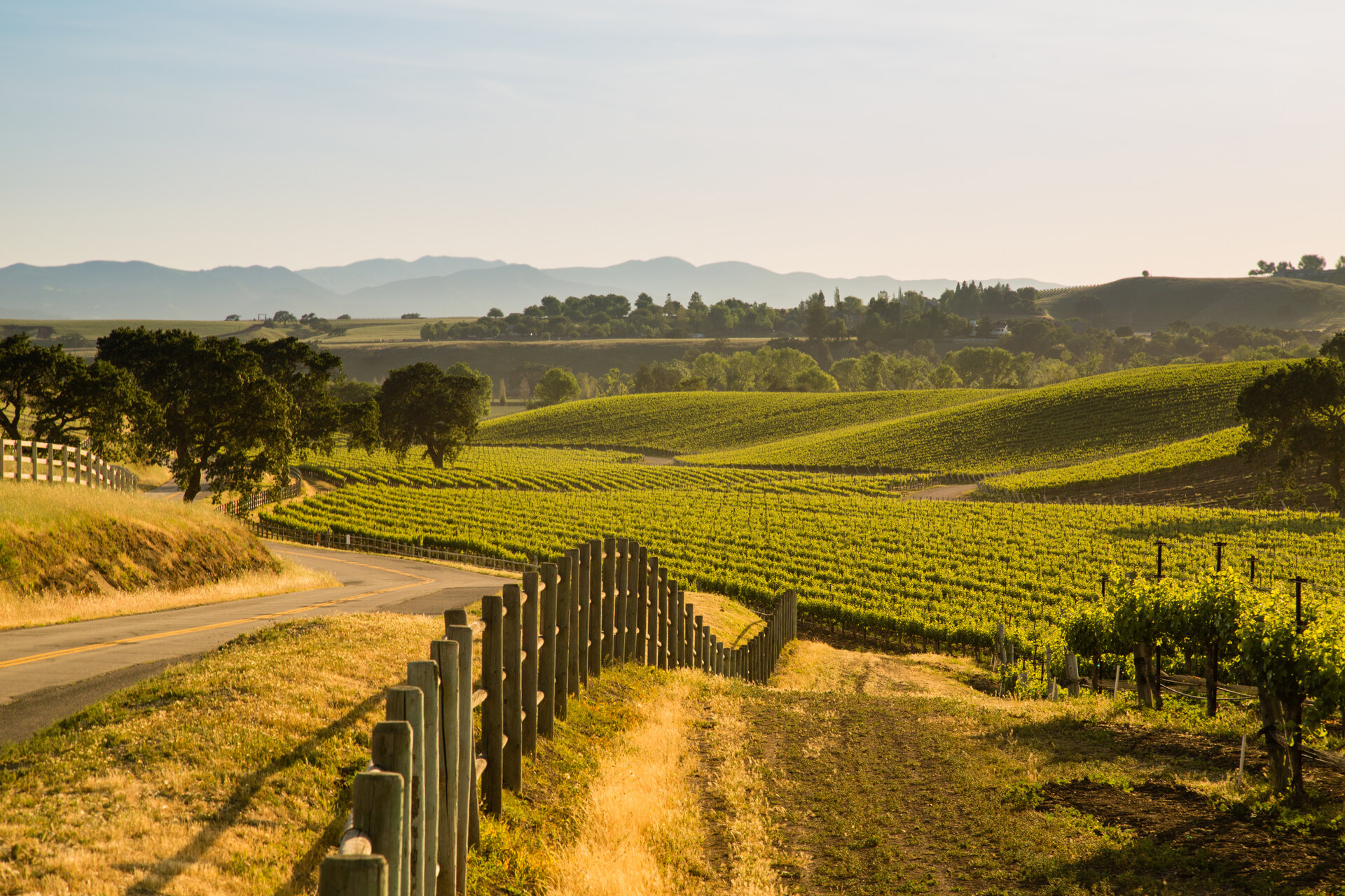 California Vineyard